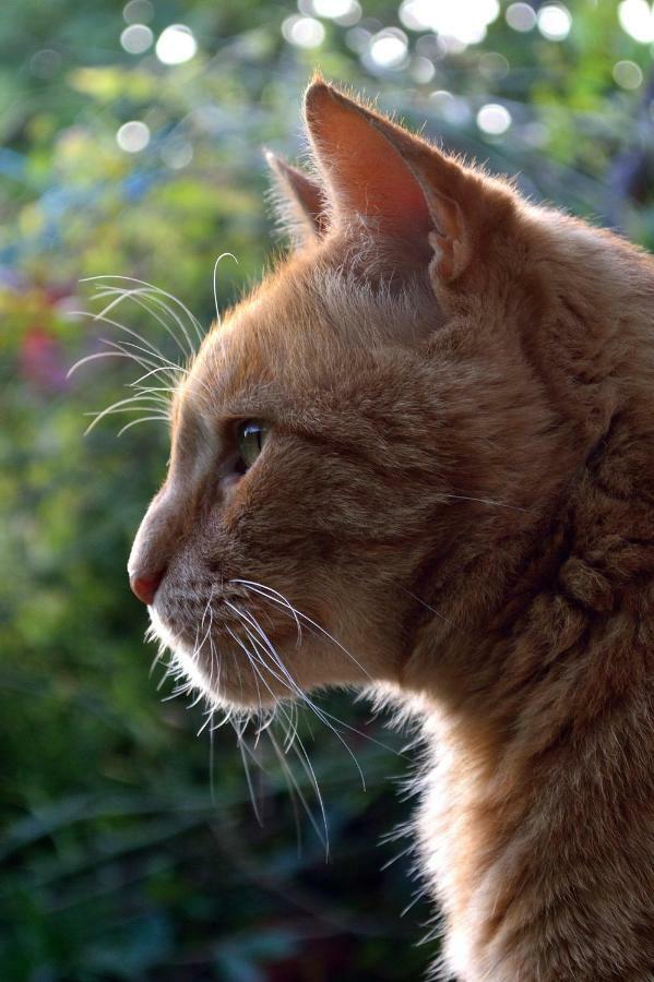 Le Chaton Rouge Saint-Pierre-du-Lorouer Bagian luar foto